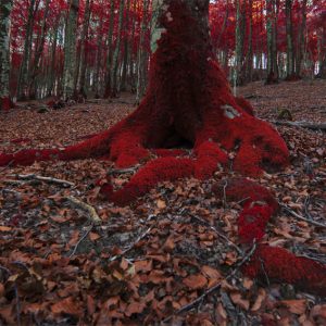 Bosque Rojo, de la serie Renascence. 2020
